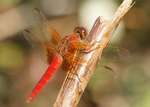 Neon skimmer &ndash; Libellula croceipennis